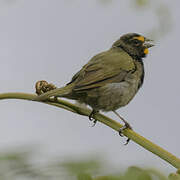 Yellow-faced Grassquit