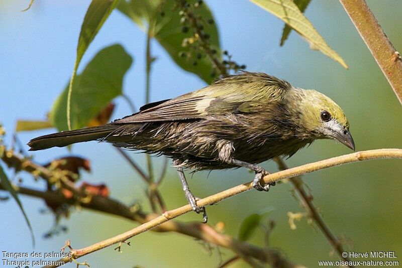 Palm Tanager, identification