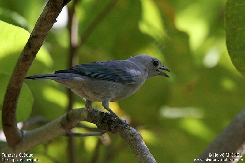 Blue-grey Tanager, identification
