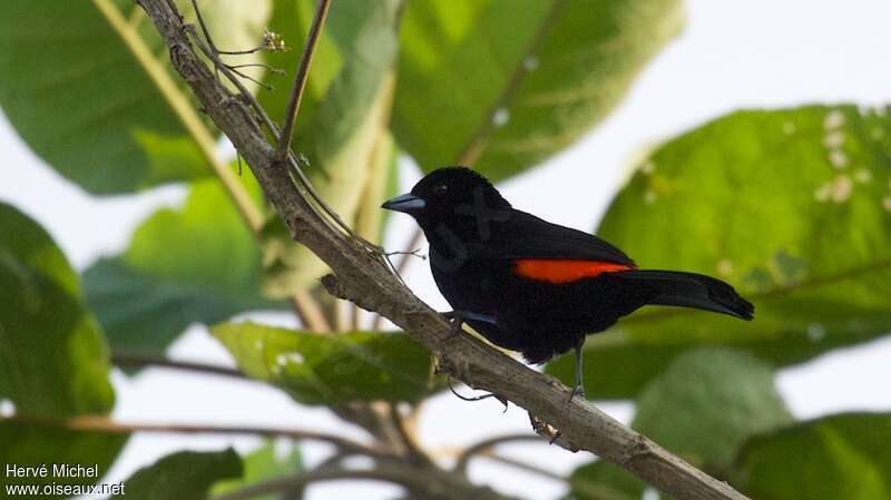 Flame-rumped Tanager male adult breeding, identification