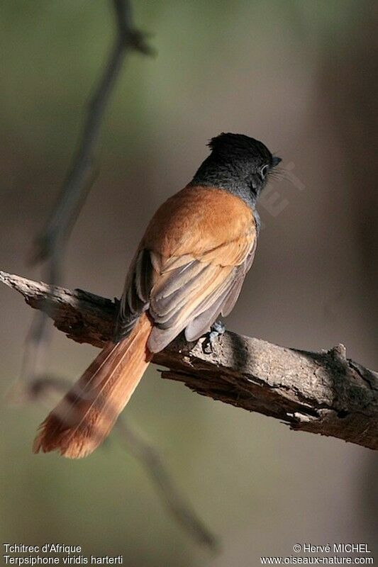African Paradise Flycatcher female adult, identification