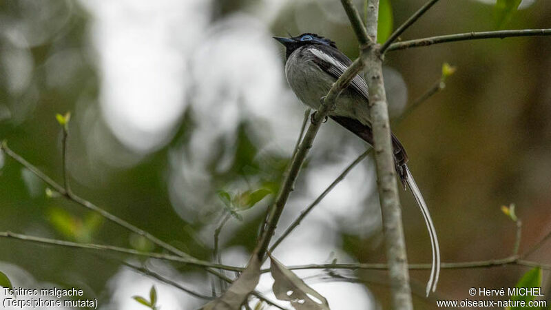 Malagasy Paradise Flycatcher male adult