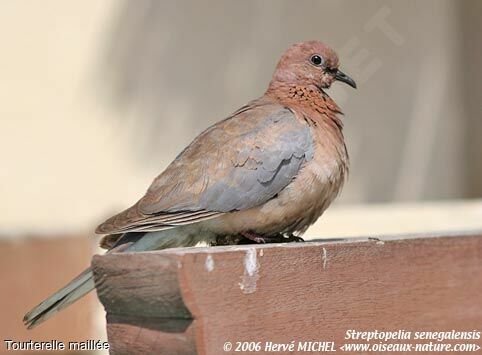 Laughing Dove