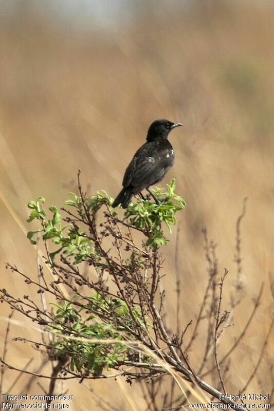 Sooty Chat male adult
