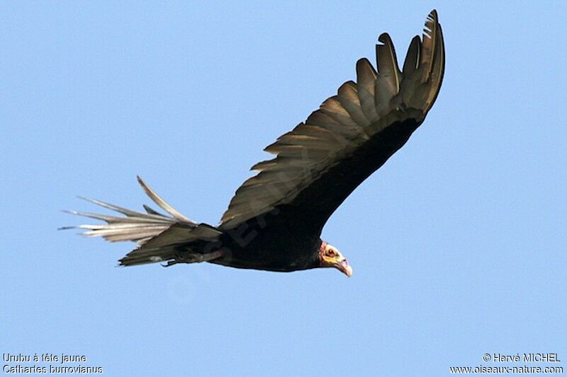 Lesser Yellow-headed Vultureadult, Flight