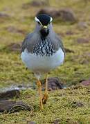 Spot-breasted Lapwing