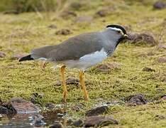 Spot-breasted Lapwing
