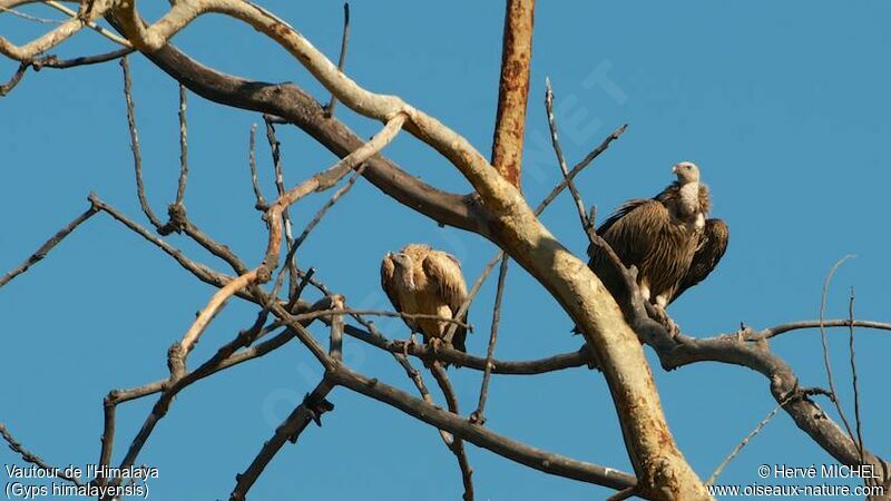 Himalayan VultureSecond year, Behaviour