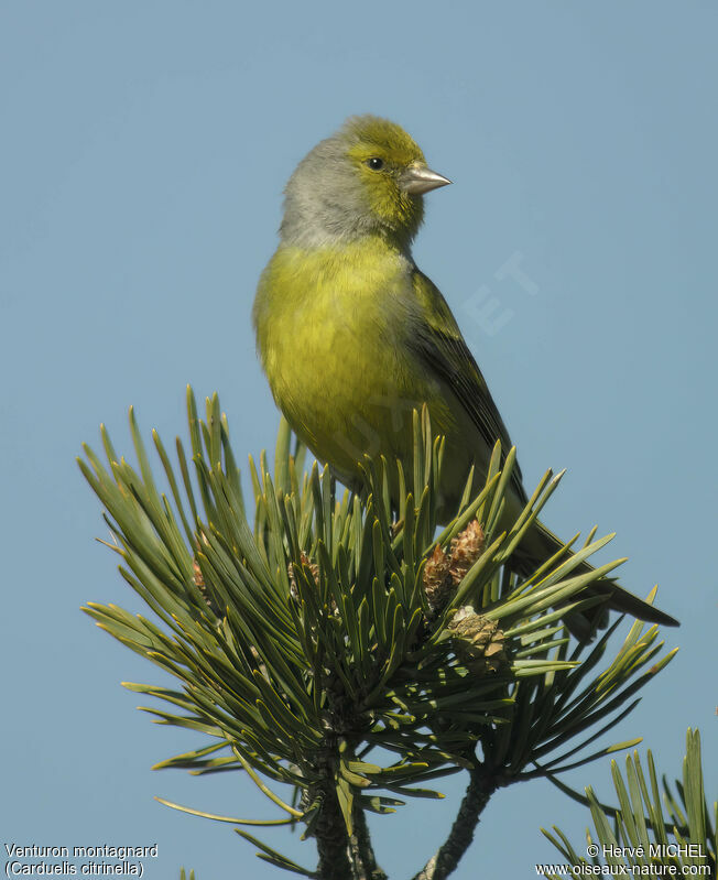 Citril Finch